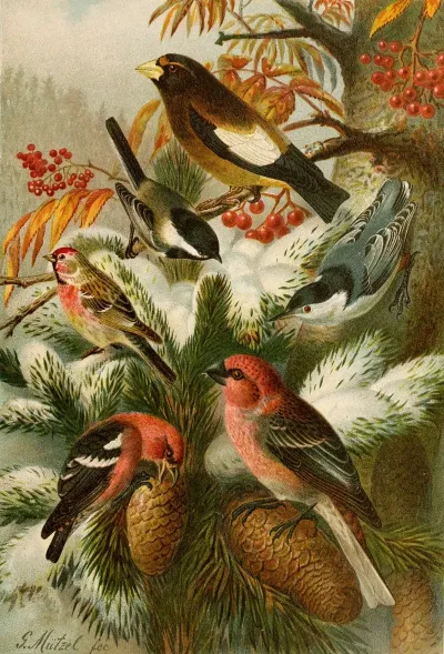 Die Nordamerikanische Vogelwelt Pl22