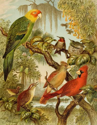 Die Nordamerikanische Vogelwelt Pl27