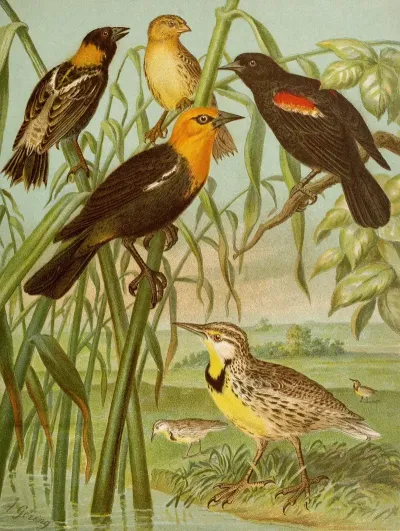Die Nordamerikanische Vogelwelt Pl30