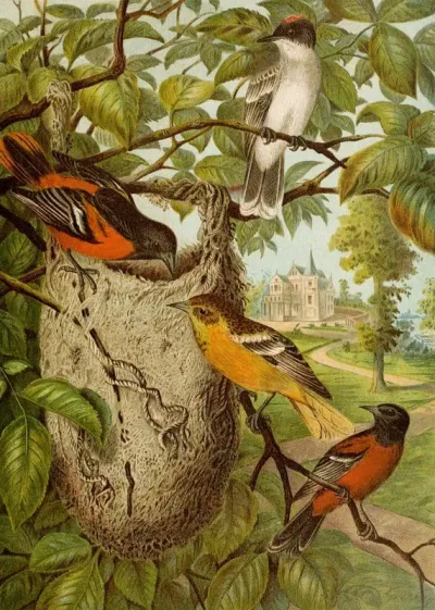 Die Nordamerikanische Vogelwelt Pl33