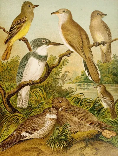 Die Nordamerikanische Vogelwelt Pl34