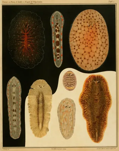 Die Polycladen Des Golfes Von Neapel Und Der Angrenzenden Meeres Abschnitte Pl1