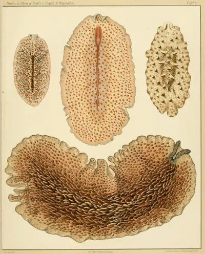 Die Polycladen Des Golfes Von Neapel Und Der Angrenzenden Meeres Abschnitte Pl6
