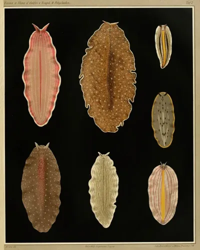 Die Polycladen Des Golfes Von Neapel Und Der Angrenzenden Meeres Abschnitte Pl7