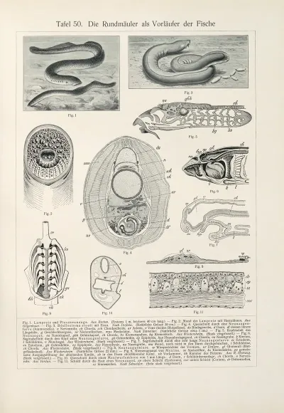 Die Rundmauler Als Vorlaufer Der Fische