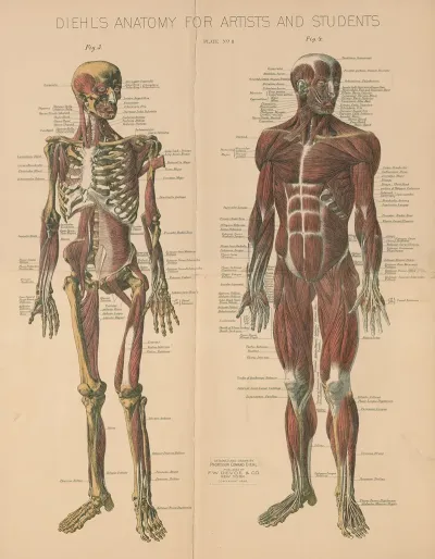 Diehls Anatomy For Artists And Students Pl 2