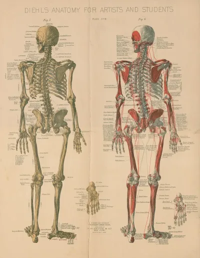 Diehls Anatomy For Artists And Students Pl 3