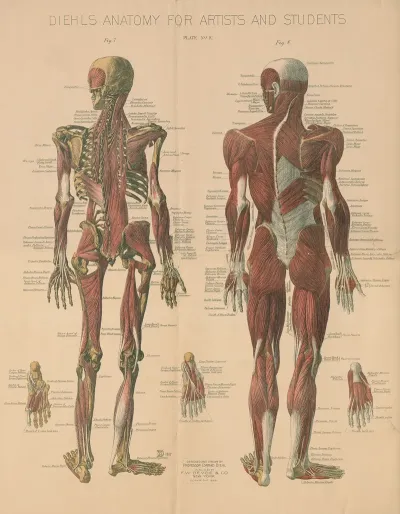 Diehls Anatomy For Artists And Students Pl 4