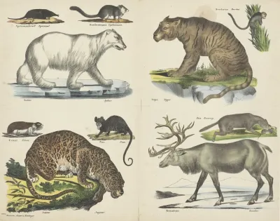 Dieren