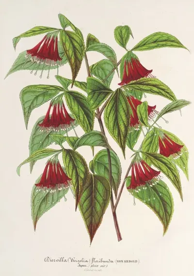 Diervilla Weigelia Multiflora
