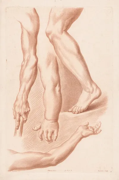Different Views Of A Leg And Three Arms