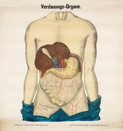 Digestive Organs
