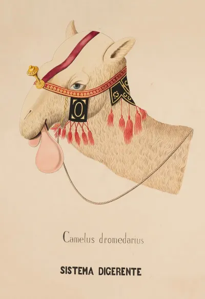 Digestive System Of Dromedary