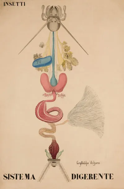 Digestive System Of The European Mole Cricket Gryllotalpa Vulgaris Digestive System