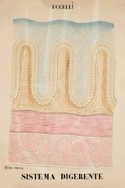 Digestive System Of The Grey Heron Ardea Cinerea