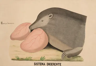 Digestive System Of The Plains Pocket Gopher Geomys Bursarius