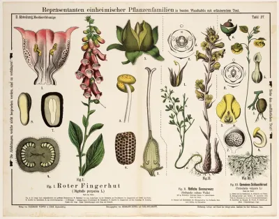 Digitalis Purpurea Orobanche Rubens Utricularia Vulgaris
