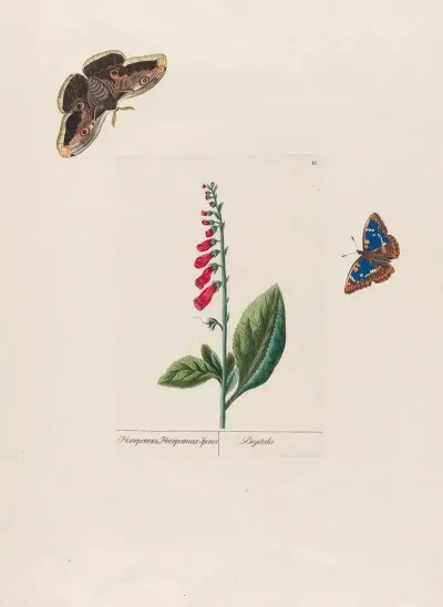 Digitalis