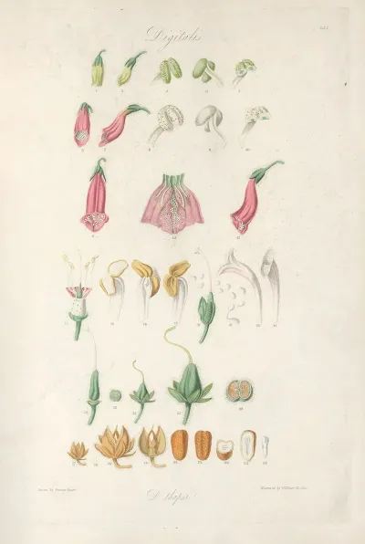 Digitalium Monographia Pl 01