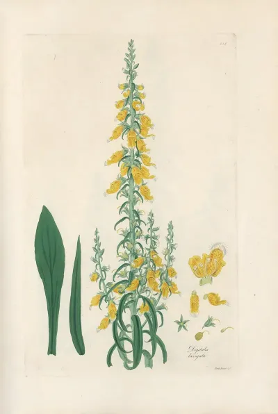 Digitalium Monographia Pl 10