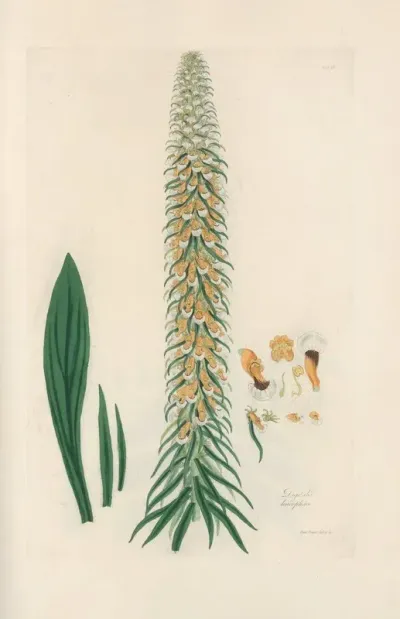 Digitalium Monographia Pl 14