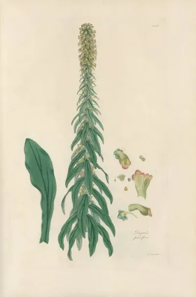 Digitalium Monographia Pl 17