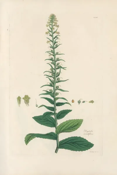 Digitalium Monographia Pl 18