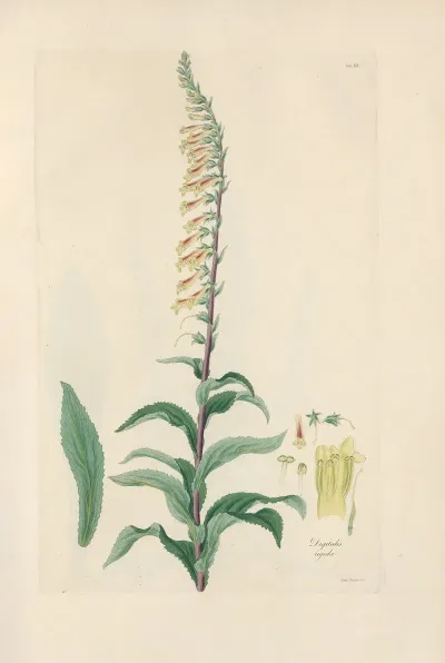 Digitalium Monographia Pl 19