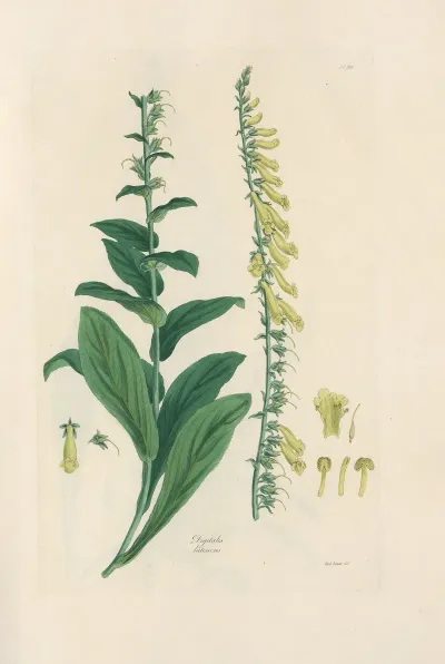 Digitalium Monographia Pl 21