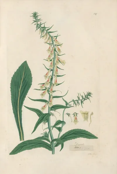 Digitalium Monographia Pl 24