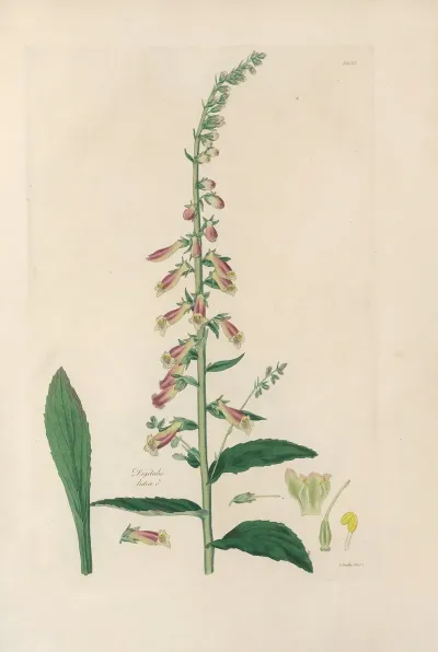 Digitalium Monographia Pl 25