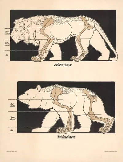 Digitigrade Plantigrade