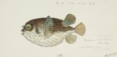 Diodon Egg Island Bay