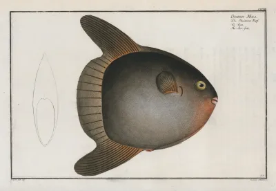 Diodon Mola The Sun Fish
