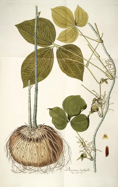 Dioscorea Triphylla