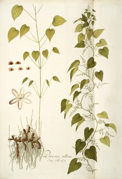 Dioscorea Villosa