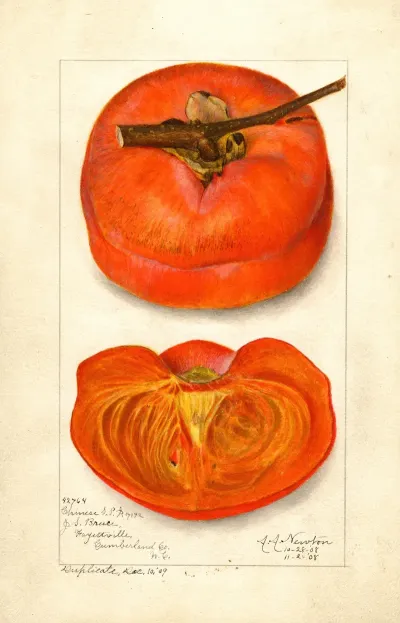 Diospyros Chinese