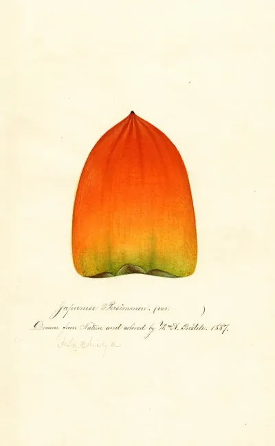 Diospyros Hachiya 4