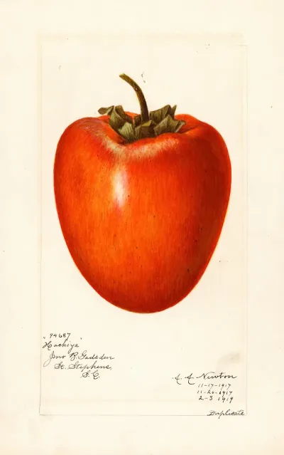 Diospyros Hachiya 5