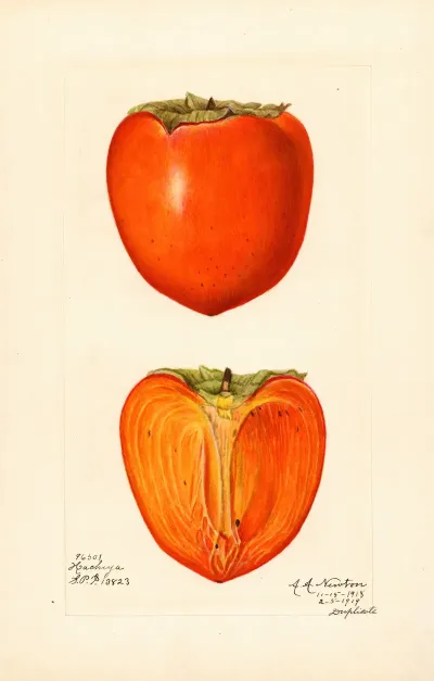 Diospyros Hachiya 6