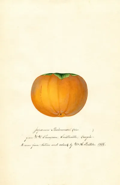 Diospyros Hyakume