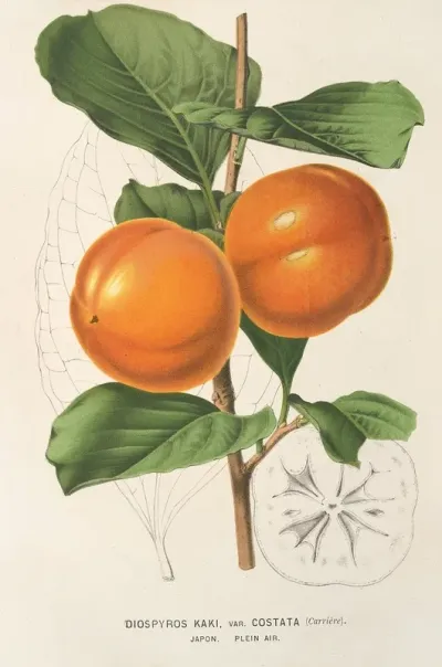 Diospyros Kaki Var Costata