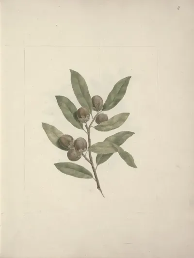 Diospyros Mespiliformis A Dc African Ebony