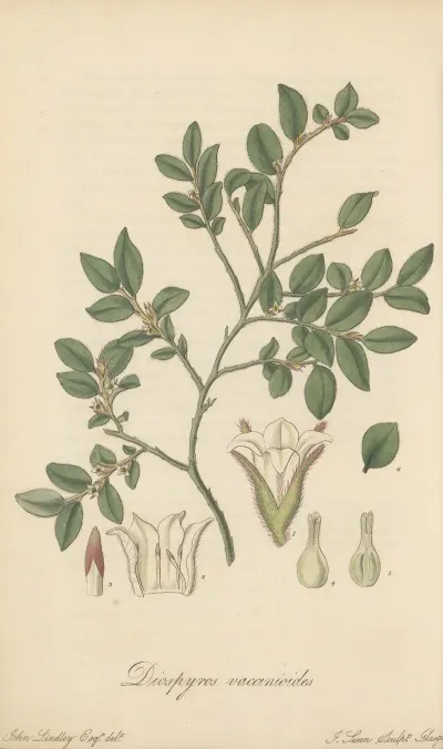 Diospyros Vaccinioides