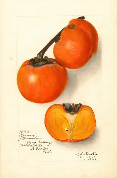 Diospyros Yemon