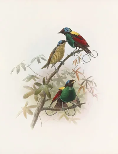 Diphyllodes Respublica
