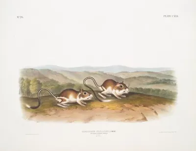 Dipodomys Phillipsii Pouched Jerboa Mouse Males Natural Size