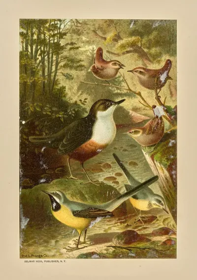 Dipper Wagtails And Wrens 2