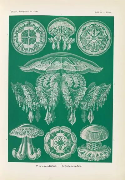 Discomedusae Scheibenquallen 2
