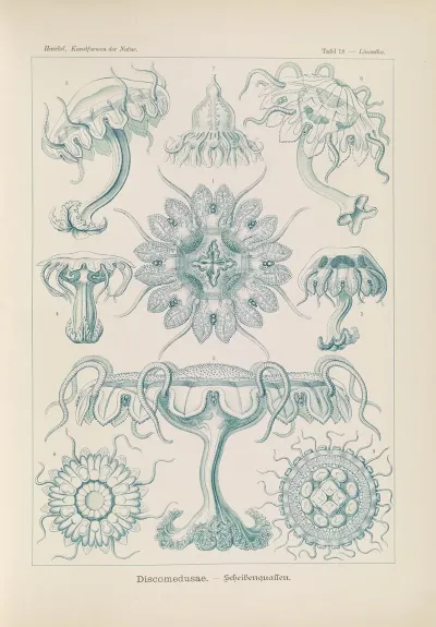 Discomedusae Scheibenquallen